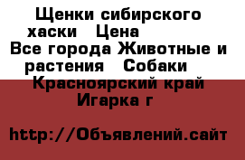 Щенки сибирского хаски › Цена ­ 12 000 - Все города Животные и растения » Собаки   . Красноярский край,Игарка г.